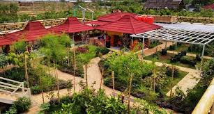 Agrowisata Mangga